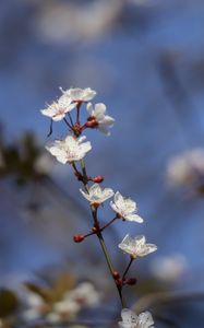 Preview wallpaper sakura, flowers, branch, buds, blur, spring