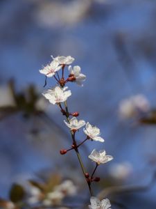 Preview wallpaper sakura, flowers, branch, buds, blur, spring