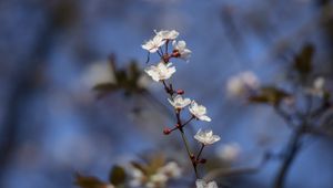 Preview wallpaper sakura, flowers, branch, buds, blur, spring