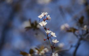 Preview wallpaper sakura, flowers, branch, buds, blur, spring
