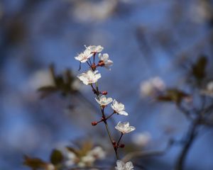 Preview wallpaper sakura, flowers, branch, buds, blur, spring