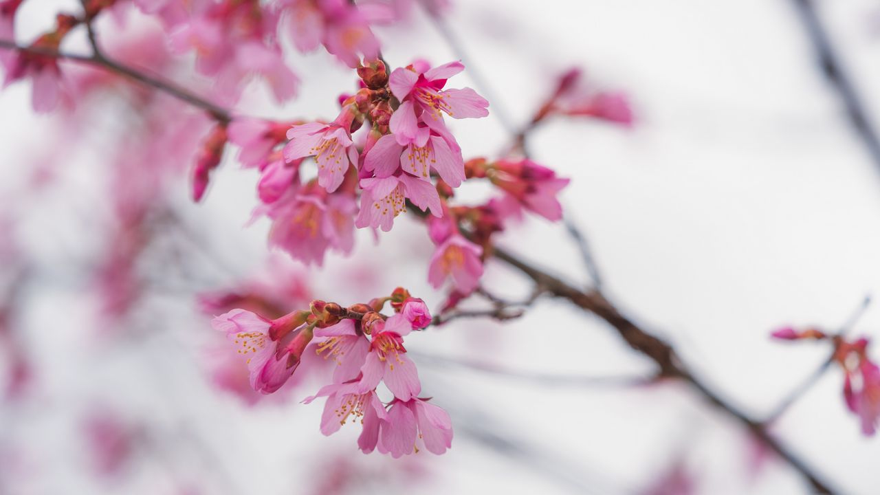 Wallpaper sakura, flowers, branch, pink, blur