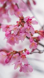 Preview wallpaper sakura, flowers, branch, pink, blur