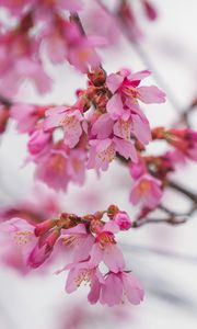 Preview wallpaper sakura, flowers, branch, pink, blur