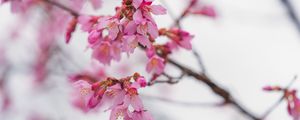 Preview wallpaper sakura, flowers, branch, pink, blur