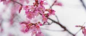 Preview wallpaper sakura, flowers, branch, pink, blur