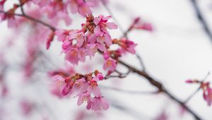 Preview wallpaper sakura, flowers, branch, pink, blur