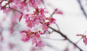 Preview wallpaper sakura, flowers, branch, pink, blur