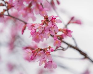 Preview wallpaper sakura, flowers, branch, pink, blur