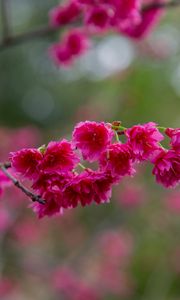 Preview wallpaper sakura, flowers, branch, petals, pink