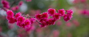 Preview wallpaper sakura, flowers, branch, petals, pink