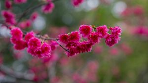 Preview wallpaper sakura, flowers, branch, petals, pink
