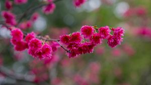 Preview wallpaper sakura, flowers, branch, petals, pink