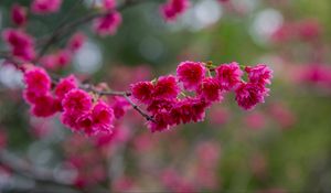 Preview wallpaper sakura, flowers, branch, petals, pink