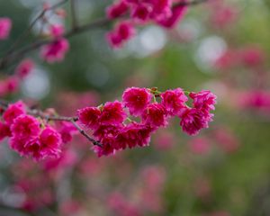 Preview wallpaper sakura, flowers, branch, petals, pink