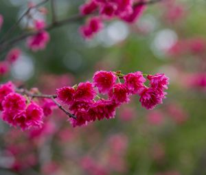 Preview wallpaper sakura, flowers, branch, petals, pink