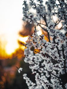 Preview wallpaper sakura, flowers, branches, blooms, spring