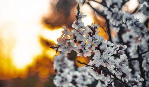 Preview wallpaper sakura, flowers, branches, blooms, spring