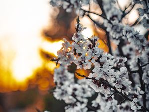 Preview wallpaper sakura, flowers, branches, blooms, spring