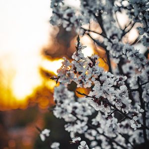 Preview wallpaper sakura, flowers, branches, blooms, spring