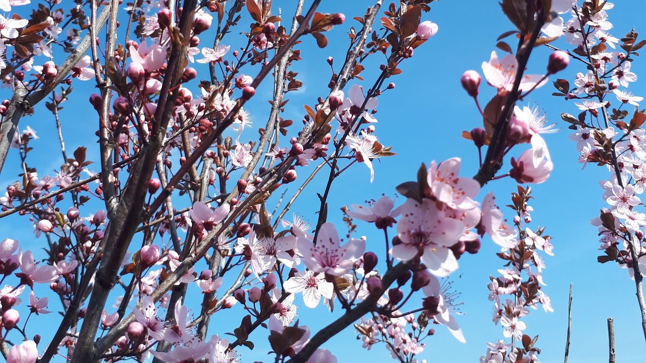 Wallpaper sakura, flowers, branches, blooms, pink, delicate