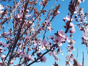 Preview wallpaper sakura, flowers, branches, blooms, pink, delicate