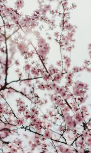 Preview wallpaper sakura, flowers, branches, flowering, spring