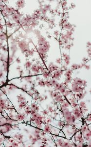 Preview wallpaper sakura, flowers, branches, flowering, spring