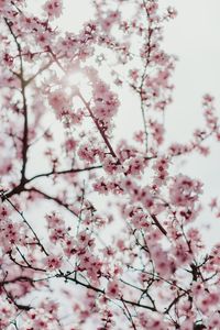 Preview wallpaper sakura, flowers, branches, flowering, spring