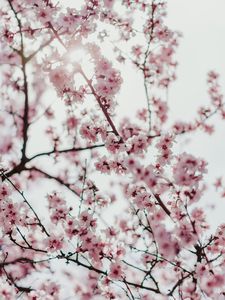 Preview wallpaper sakura, flowers, branches, flowering, spring