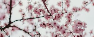 Preview wallpaper sakura, flowers, branches, flowering, spring