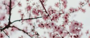 Preview wallpaper sakura, flowers, branches, flowering, spring
