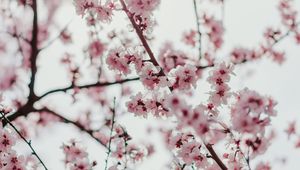 Preview wallpaper sakura, flowers, branches, flowering, spring