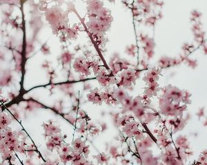 Preview wallpaper sakura, flowers, branches, flowering, spring