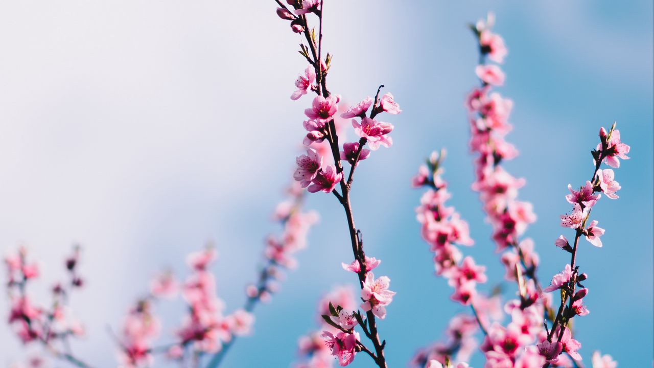 Wallpaper sakura, flowers, branches, sky, clouds, spring