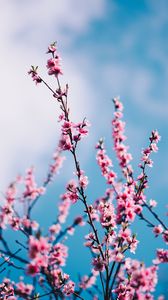 Preview wallpaper sakura, flowers, branches, sky, clouds, spring