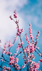 Preview wallpaper sakura, flowers, branches, sky, clouds, spring