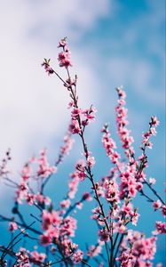 Preview wallpaper sakura, flowers, branches, sky, clouds, spring