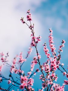 Preview wallpaper sakura, flowers, branches, sky, clouds, spring