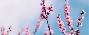 Preview wallpaper sakura, flowers, branches, sky, clouds, spring