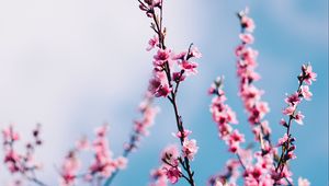 Preview wallpaper sakura, flowers, branches, sky, clouds, spring