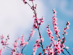 Preview wallpaper sakura, flowers, branches, sky, clouds, spring