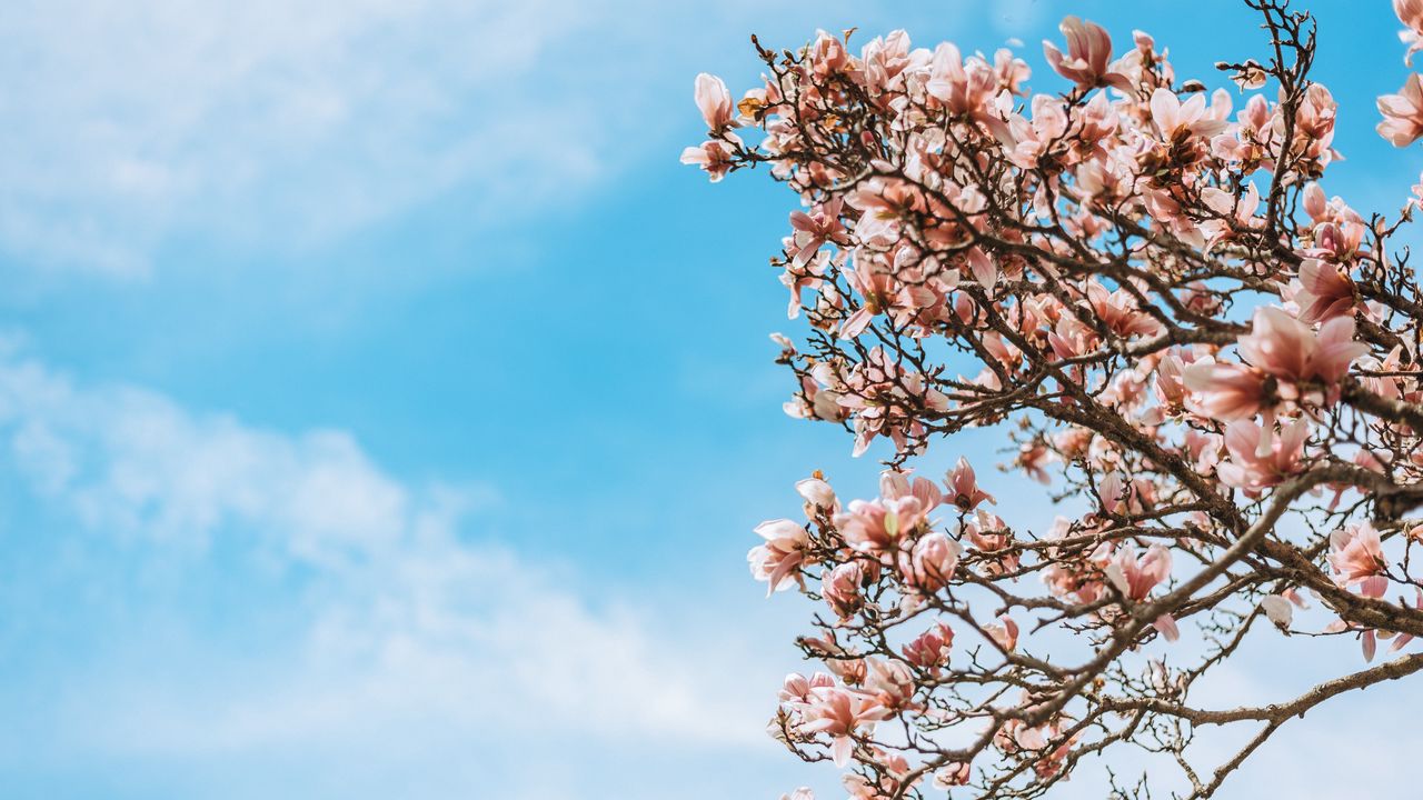 Wallpaper sakura, flowers, branches, tree, bloom