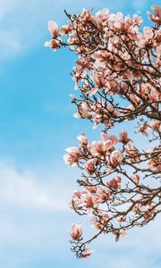 Preview wallpaper sakura, flowers, branches, tree, bloom