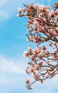 Preview wallpaper sakura, flowers, branches, tree, bloom