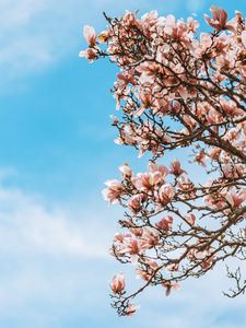 Preview wallpaper sakura, flowers, branches, tree, bloom