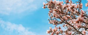 Preview wallpaper sakura, flowers, branches, tree, bloom