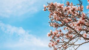 Preview wallpaper sakura, flowers, branches, tree, bloom