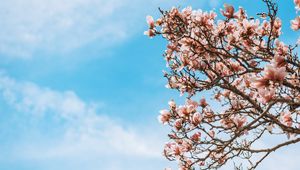 Preview wallpaper sakura, flowers, branches, tree, bloom