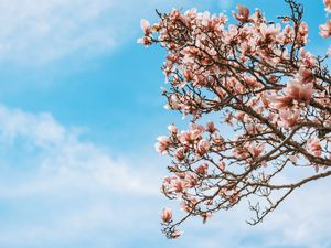 Preview wallpaper sakura, flowers, branches, tree, bloom